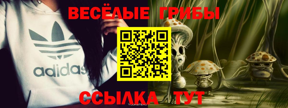 Сунжа  Галлюциногенные грибы Psilocybe  Вход с VPN 